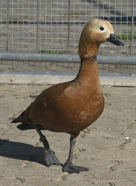 锋纪录中